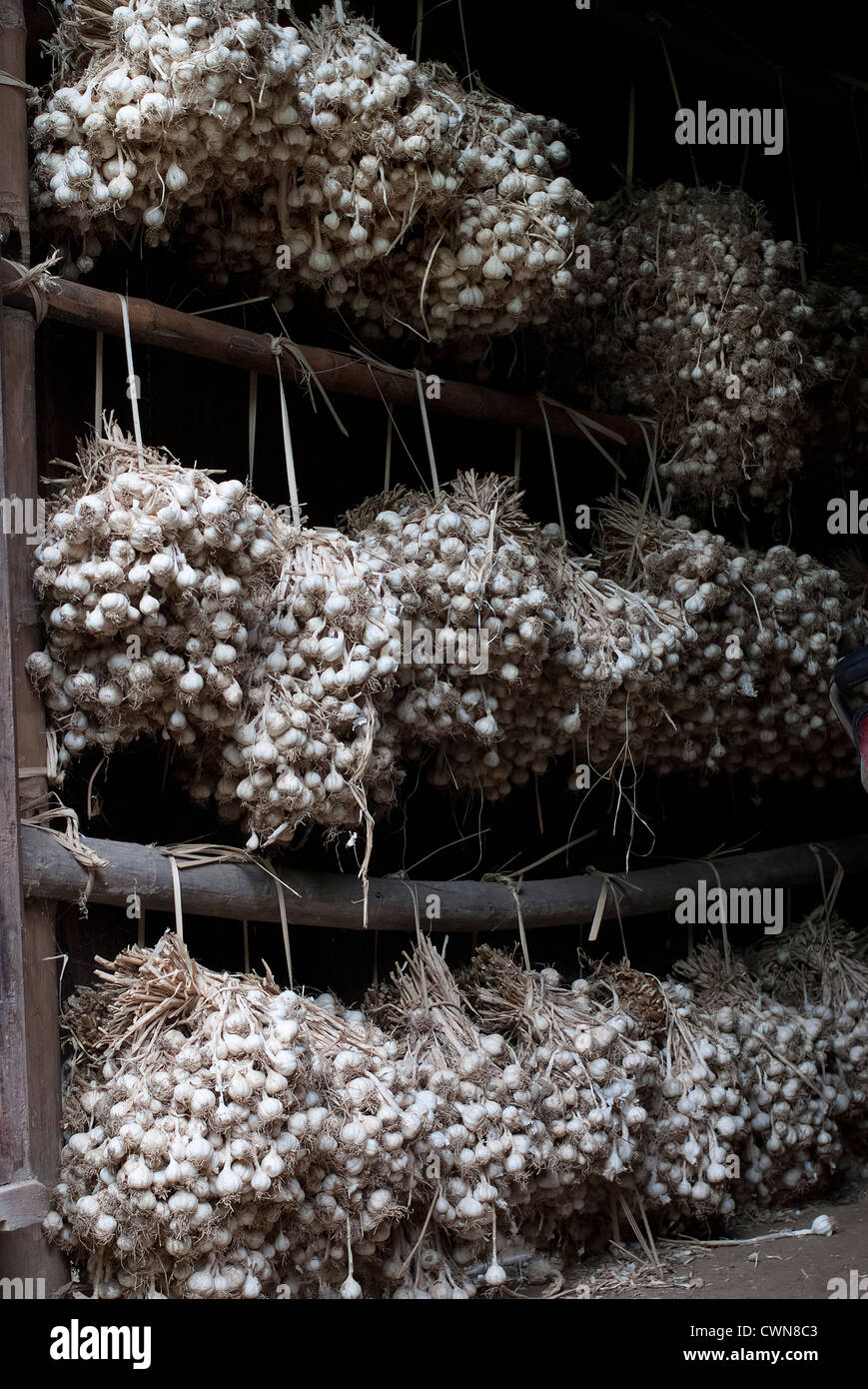 Dry garlic bulbs in a storage Stock Photo Alamy