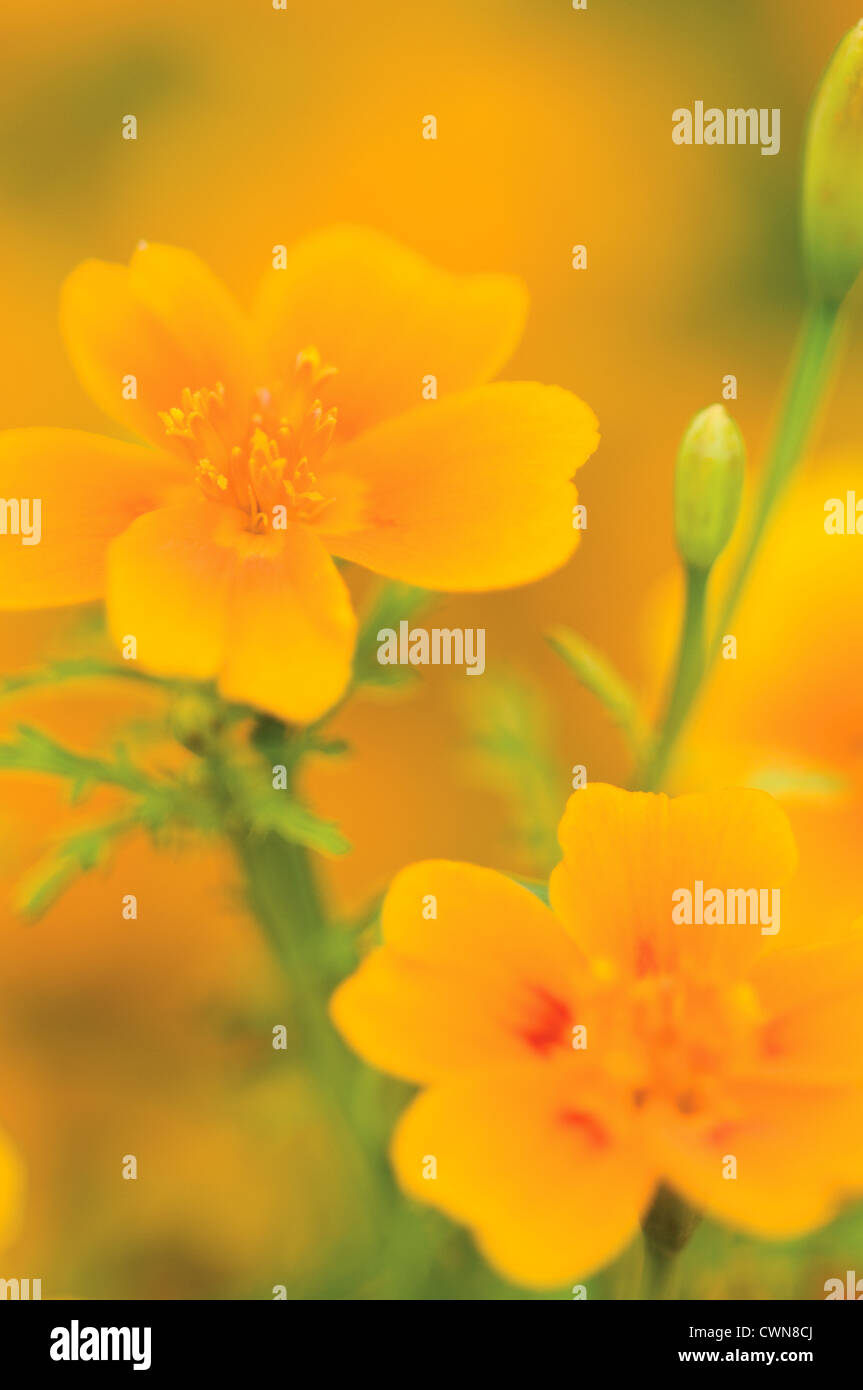 Calendula, Marigold Stock Photo