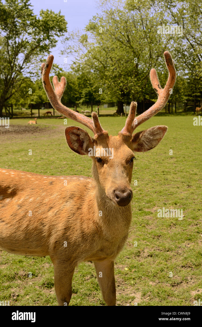 Male deer at Bowmanville Zoo in Ontario Canada. Stock Photo
