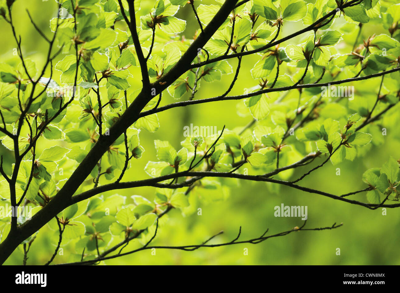 Fagus sylvatica, Beech Stock Photo