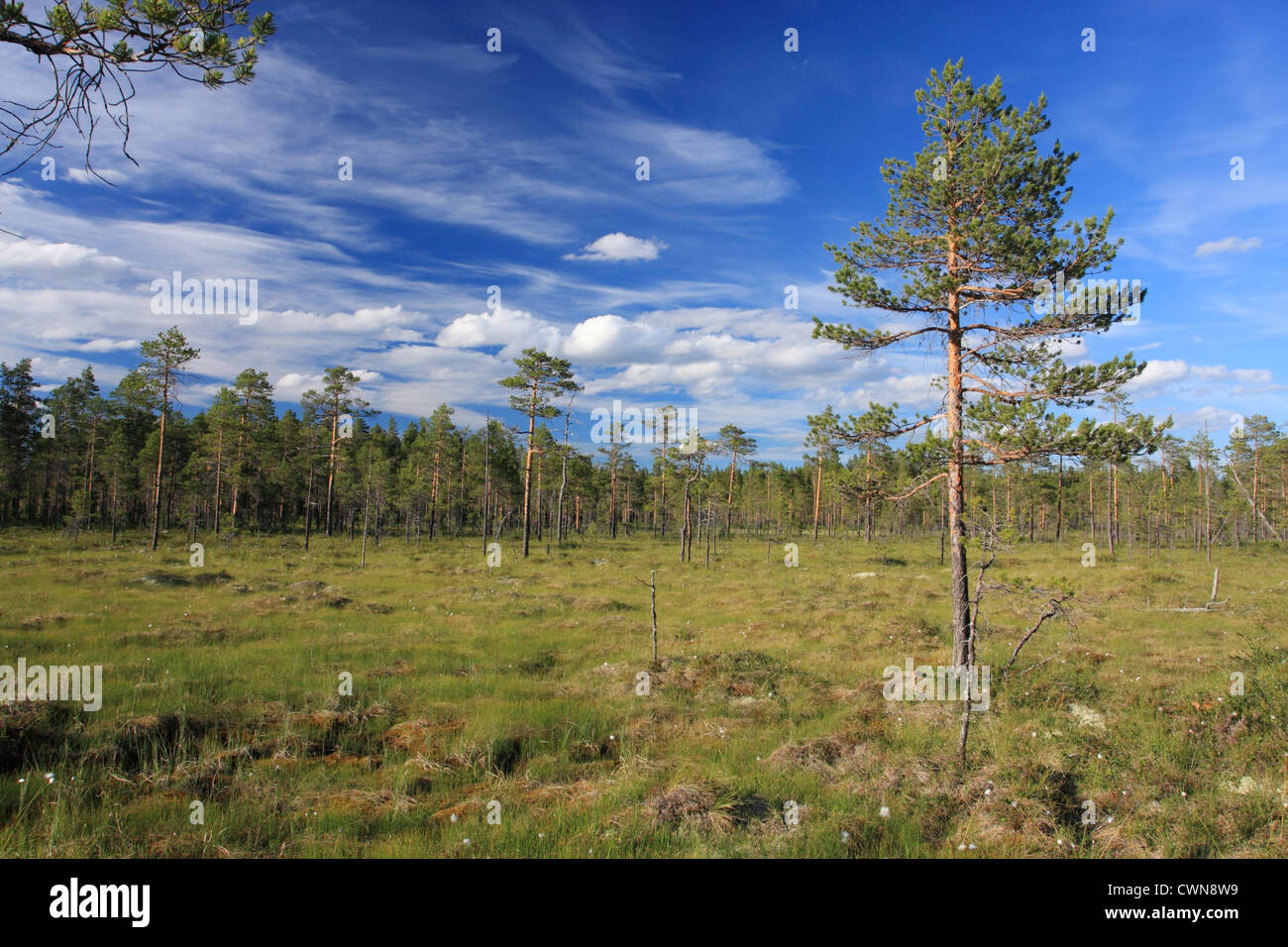 Bog in Hamra National Park, Sweden Stock Photo