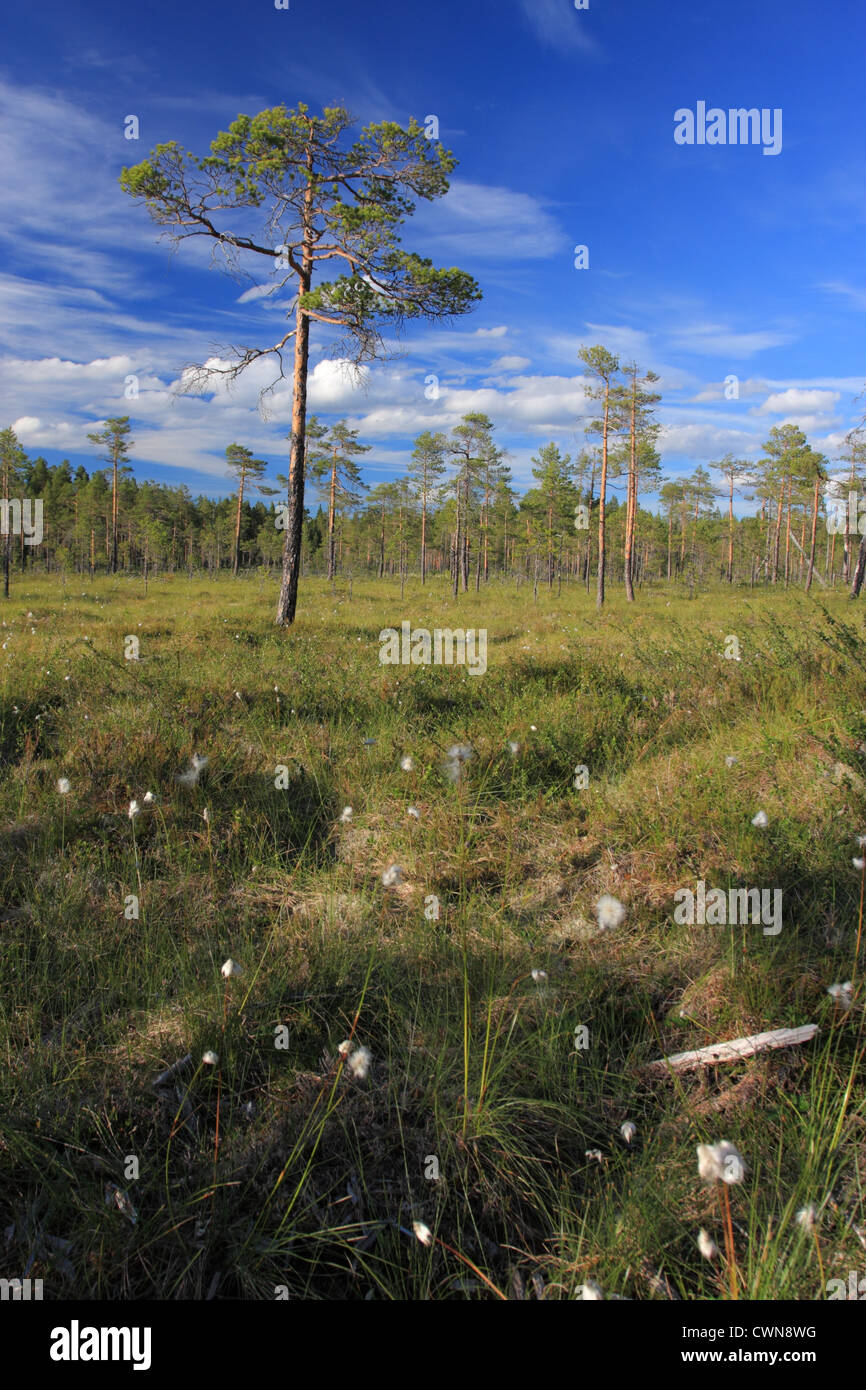 Bog in Hamra National Park, Sweden Stock Photo