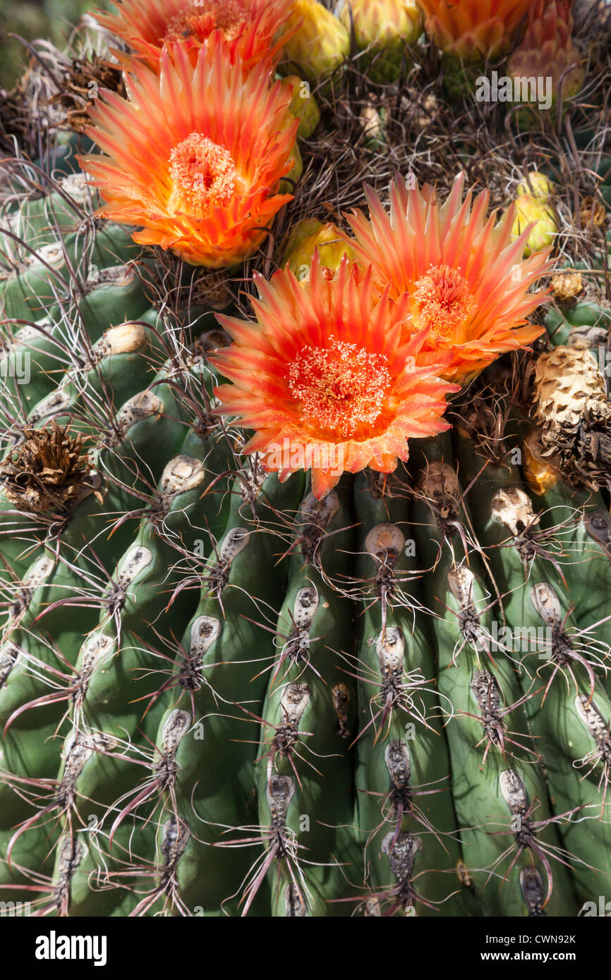 Arizona Barrel Cactus, Fishhook Cactus or Candy Barrel Cactus, Ferocactus  wislizeni, in bloom in Sonoran Desert in Southern Arizona Stock Photo -  Alamy