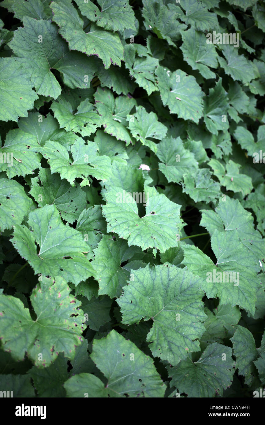 Leaves of the white butterbur - Petasites albus Stock Photo