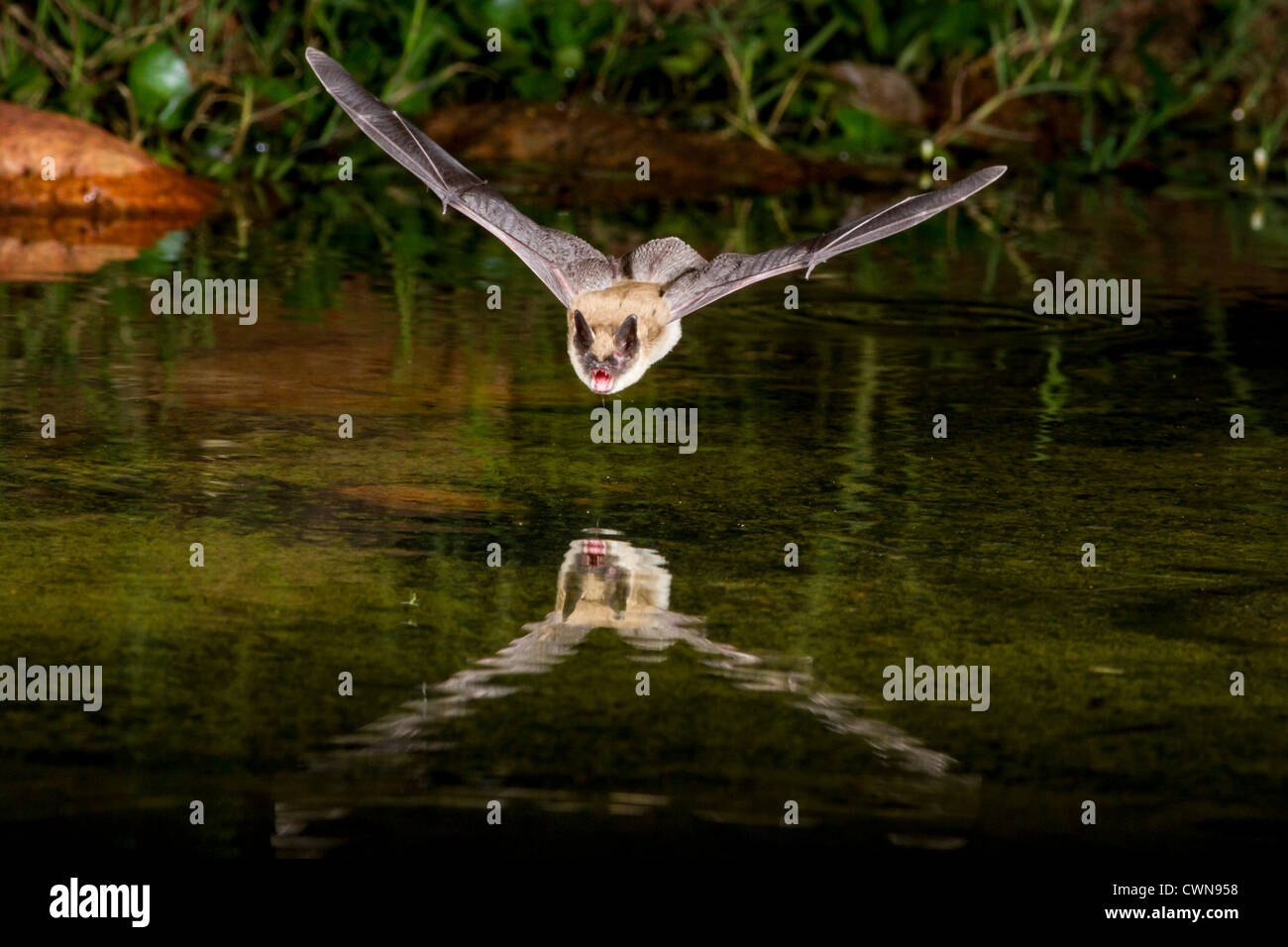 Bat at night diving to pond to get a drink of water. Stock Photo