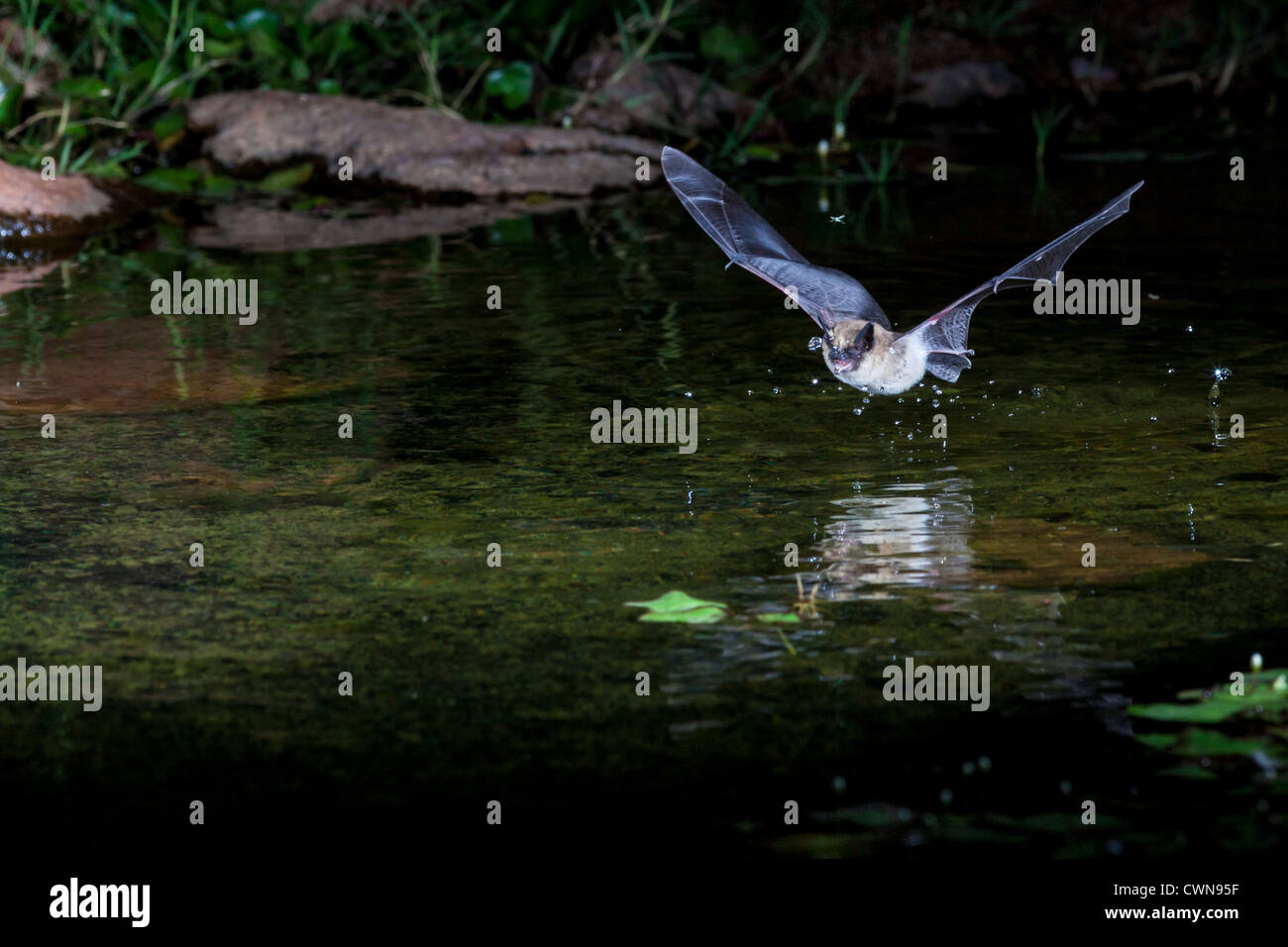 Bat at night, diving to pond for drink of water. Stock Photo