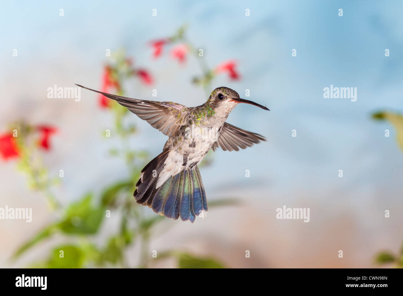 Source de nectar hi-res stock photography and images - Alamy