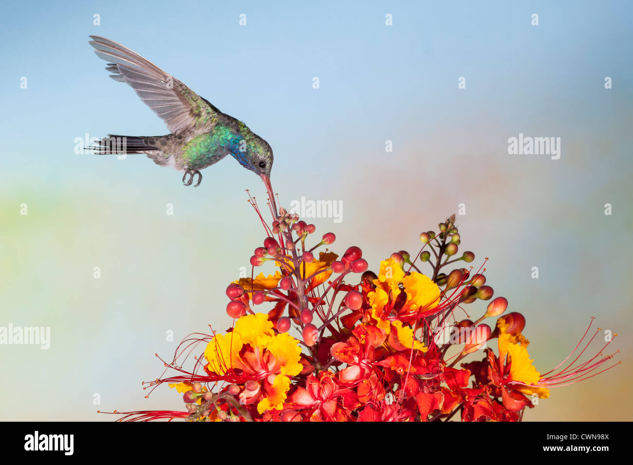 Broad-billed Hummingbird, Cynanthus latirostris, feeding at 'Mexican Bird-of-Paradise' flowers, Caesalpinia mexicana. Stock Photo