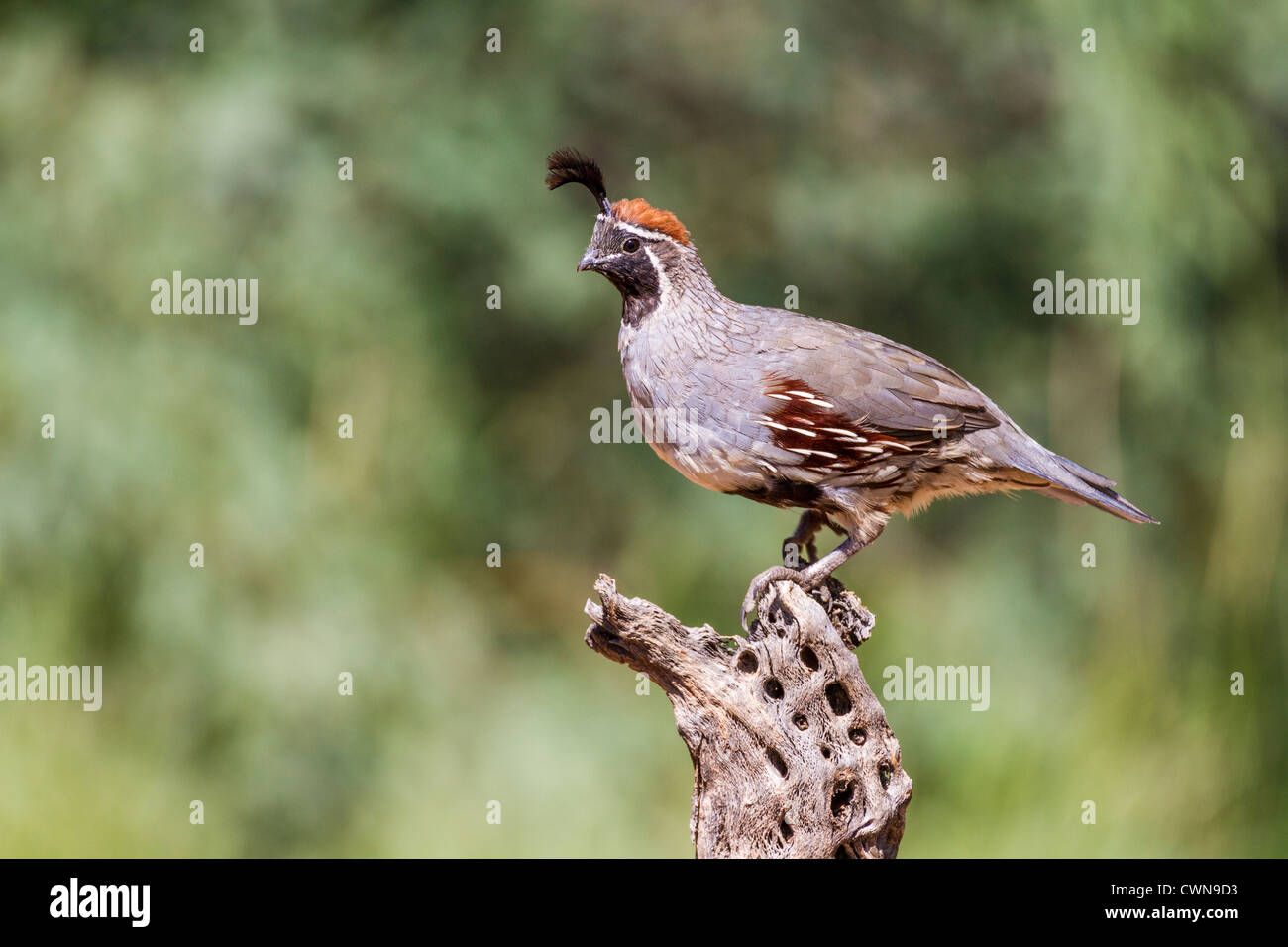 Gambel's Quail, Callipepla gambelii, in perched on Cane Cholla in Sonoran Desert in Southern Arizona. Stock Photo