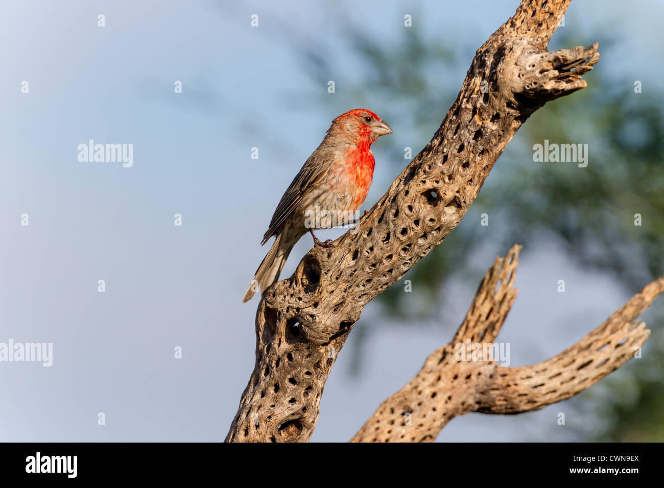 House Finch, Haemorhous mexicanus, on Cholla stump in Sonoran Desert in Southern Arizona. Stock Photo