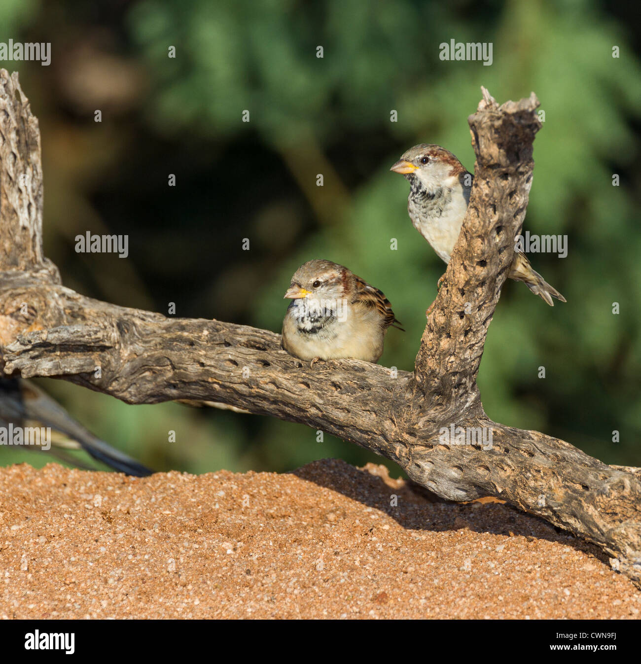 House Sparrows, Passer domesticus, also known as English Sparrow, perched on Cane Cholla cactus in the Sonoran Desert in Southern Arizona. Stock Photo