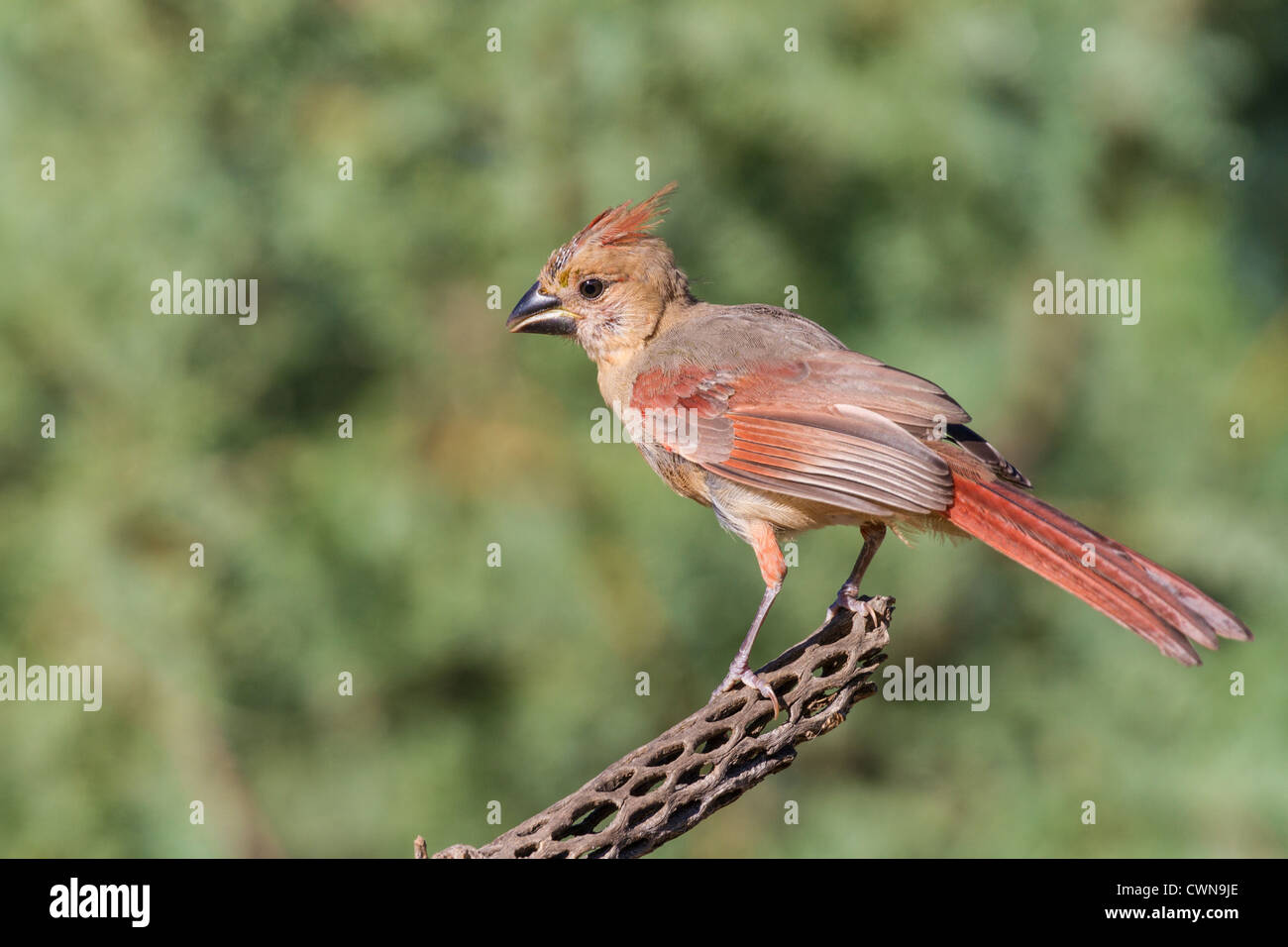 Juvenile Northern Cardinal, Cardinalis cardinalis, on Cane Cholla in Sonoran Desert in Southern Arizona. Stock Photo