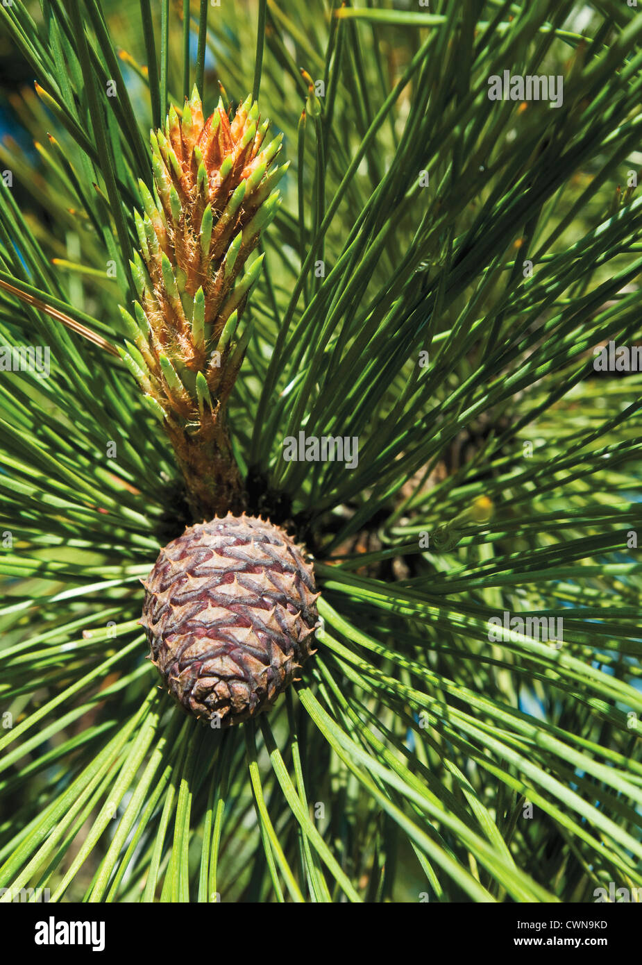 Pinus contorta, Pine, Shore pine Stock Photo - Alamy