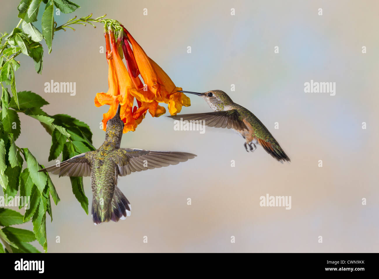Hummingbird honeysuckle hires stock photography and images Alamy