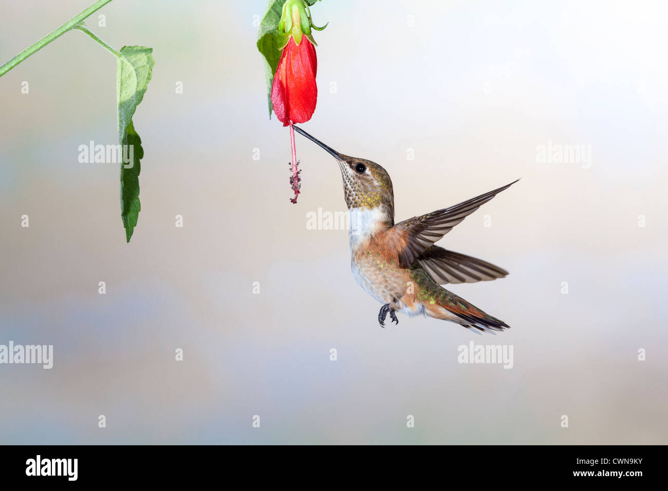 Rufous Hummingbird, Selasphorus rufus, feeding at nectar flowers in Sonoran Desert in Southern Arizona. Stock Photo