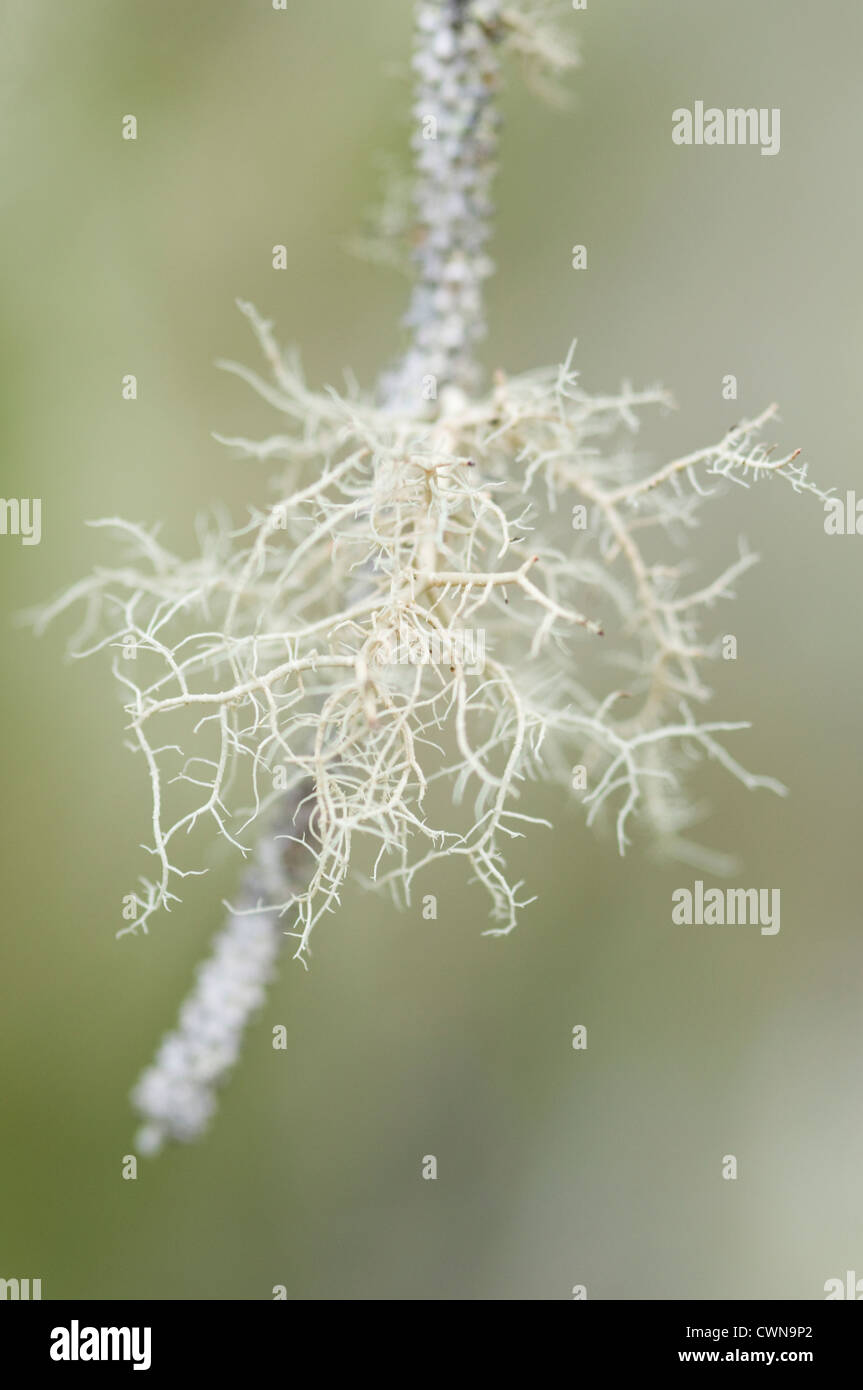 Aletoria sarmentosa, Lichen, Common witch's hair lichen Stock Photo