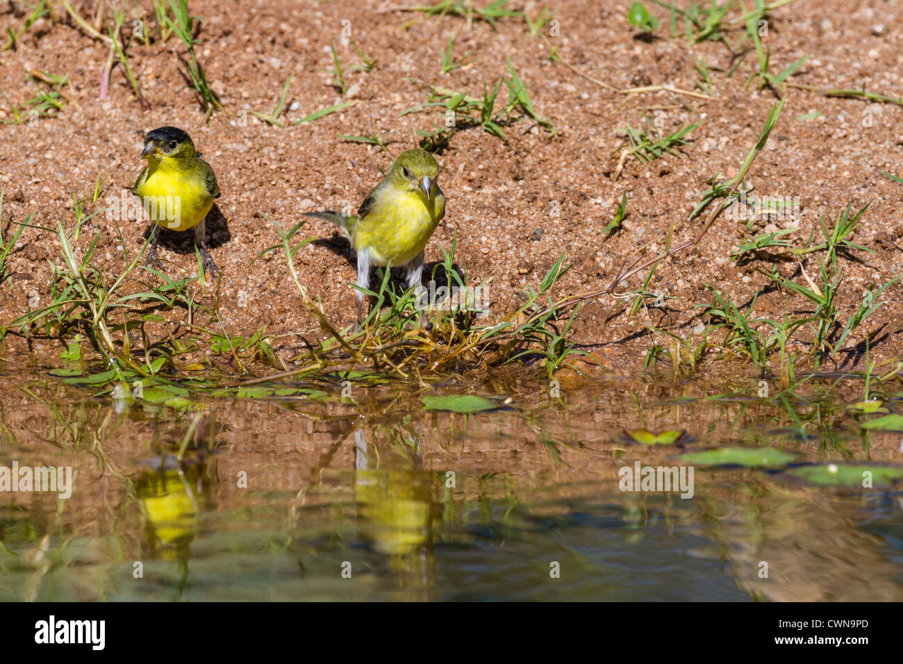 Yellow-breasted Chat, Icteria virens, coming to pond for a drink in Sonoran Desert in Southern Arizona. Stock Photo
