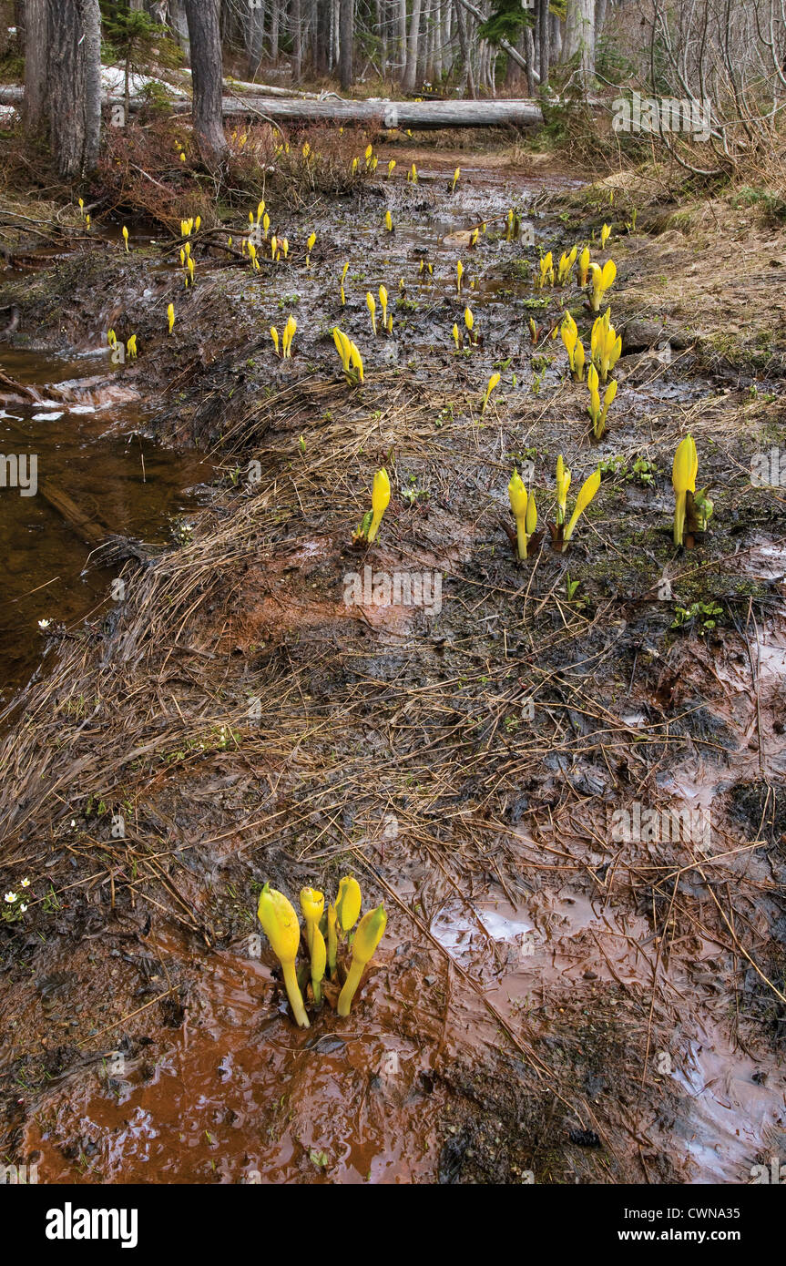 Lysichiton americanus, Skunk cabbage Stock Photo
