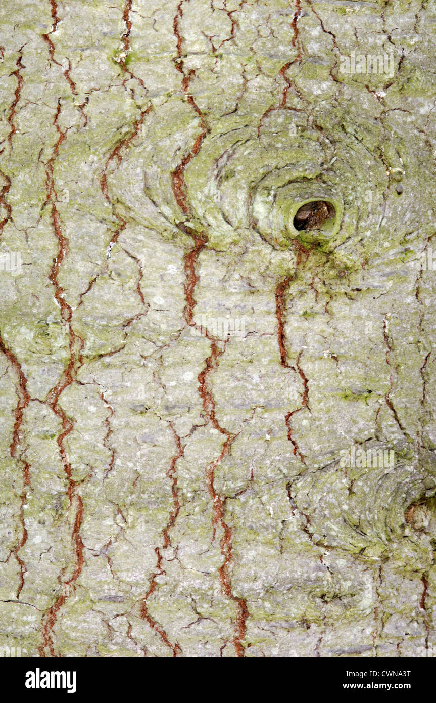 White fir bark abies concolor hires stock photography and images Alamy