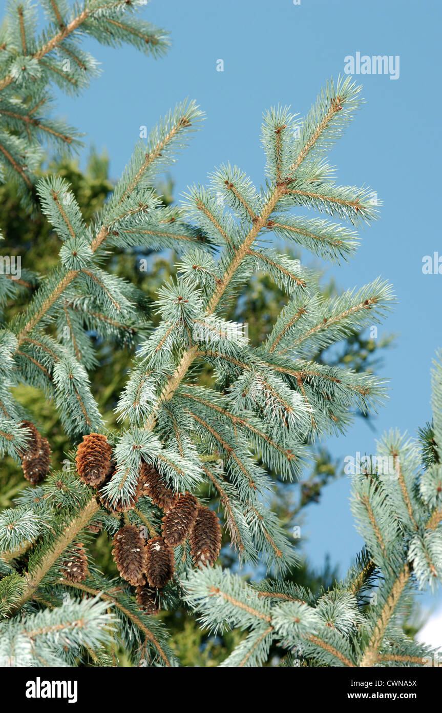 Engelmann’s Spruce Picea engelmannii (Pinaceae) Stock Photo