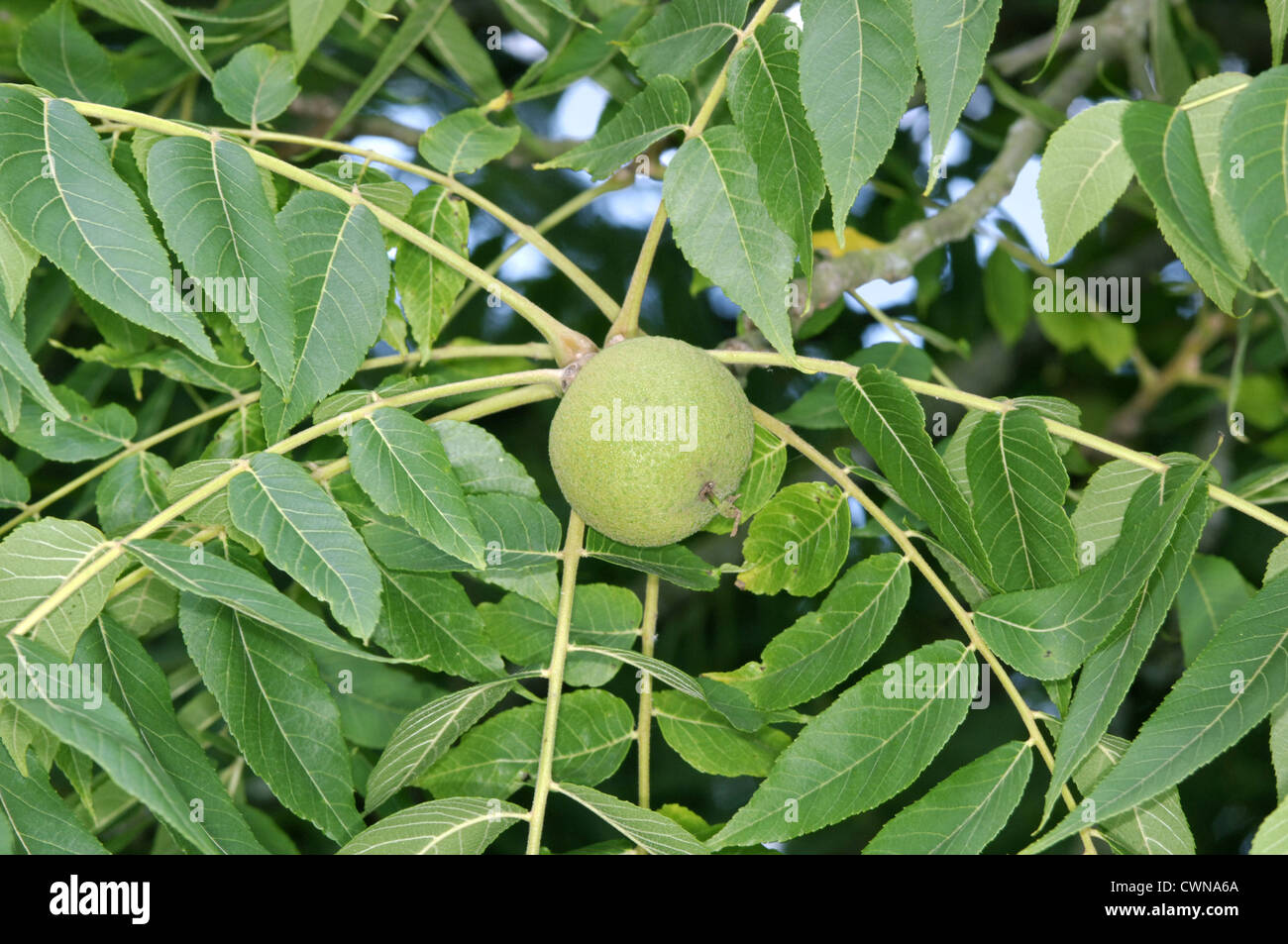 Black Walnut Juglans nigra (Juglandaceae) Stock Photo
