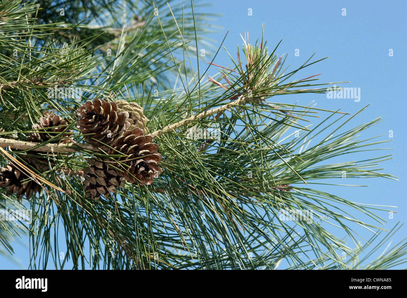 Japanese Red Pine Pinus densiflora (Pinaceae) Stock Photo