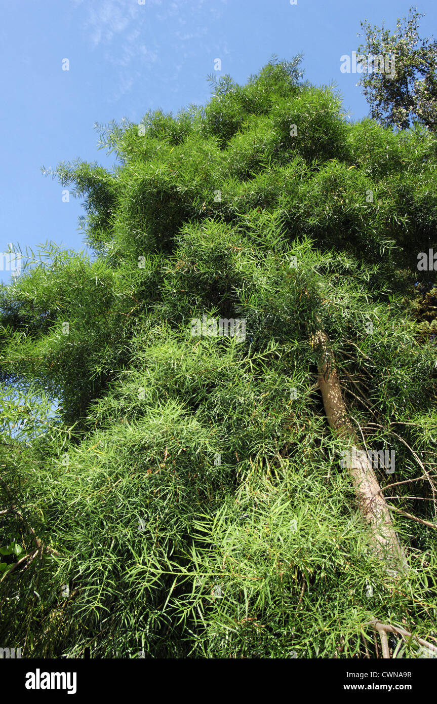 Willow Podocarp Podocarpus salignus (Podocarpaceae) Stock Photo