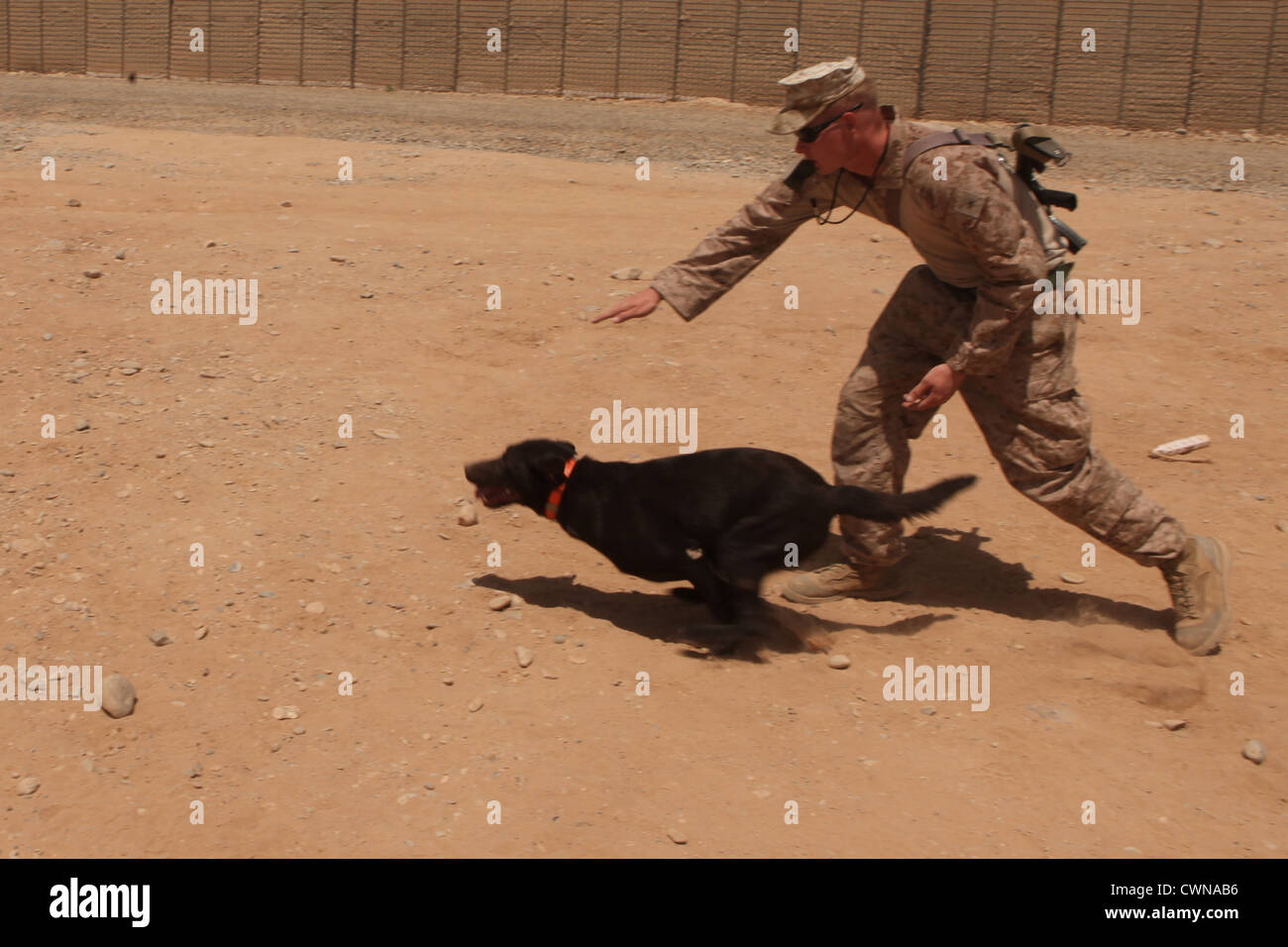 US Marine dog handler signals his dog to scout out imitation explosives at Forward Operating Base Geronimo in Helmand province August 16, 2012 in Afghanistan. The handlers conducted the training to sharpen the skills of their dogs in locating improvised explosive devices on the battlefield. Stock Photo