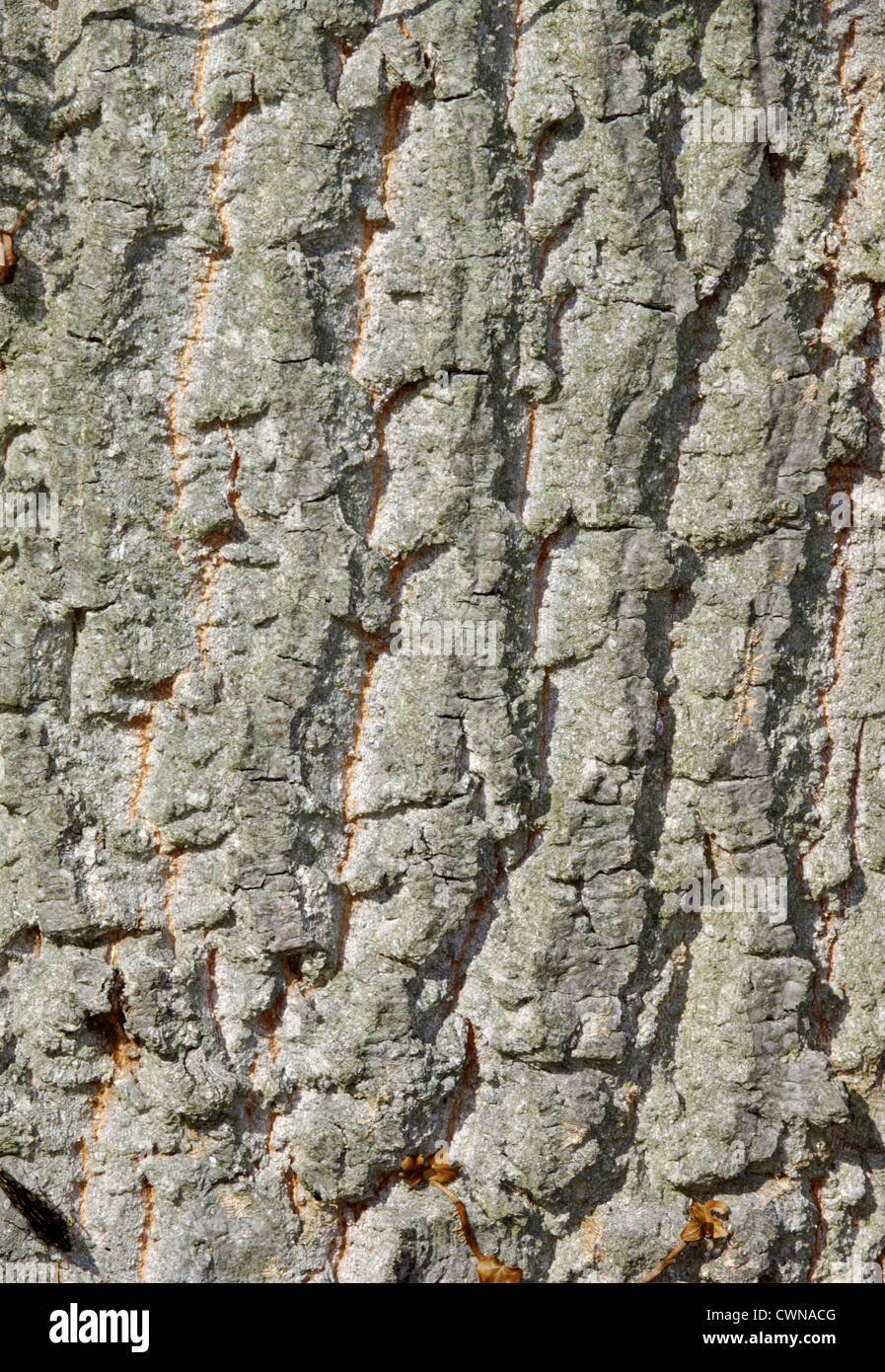 Turkey Oak Quercus cerris (Fagaceae) Stock Photo