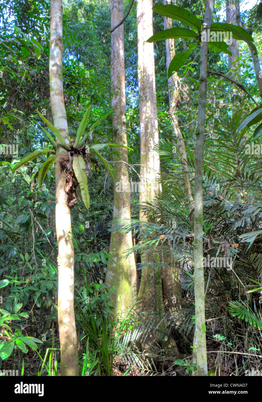 Rainforest, Abai Jungle, Borneo, Malaysia Stock Photo
