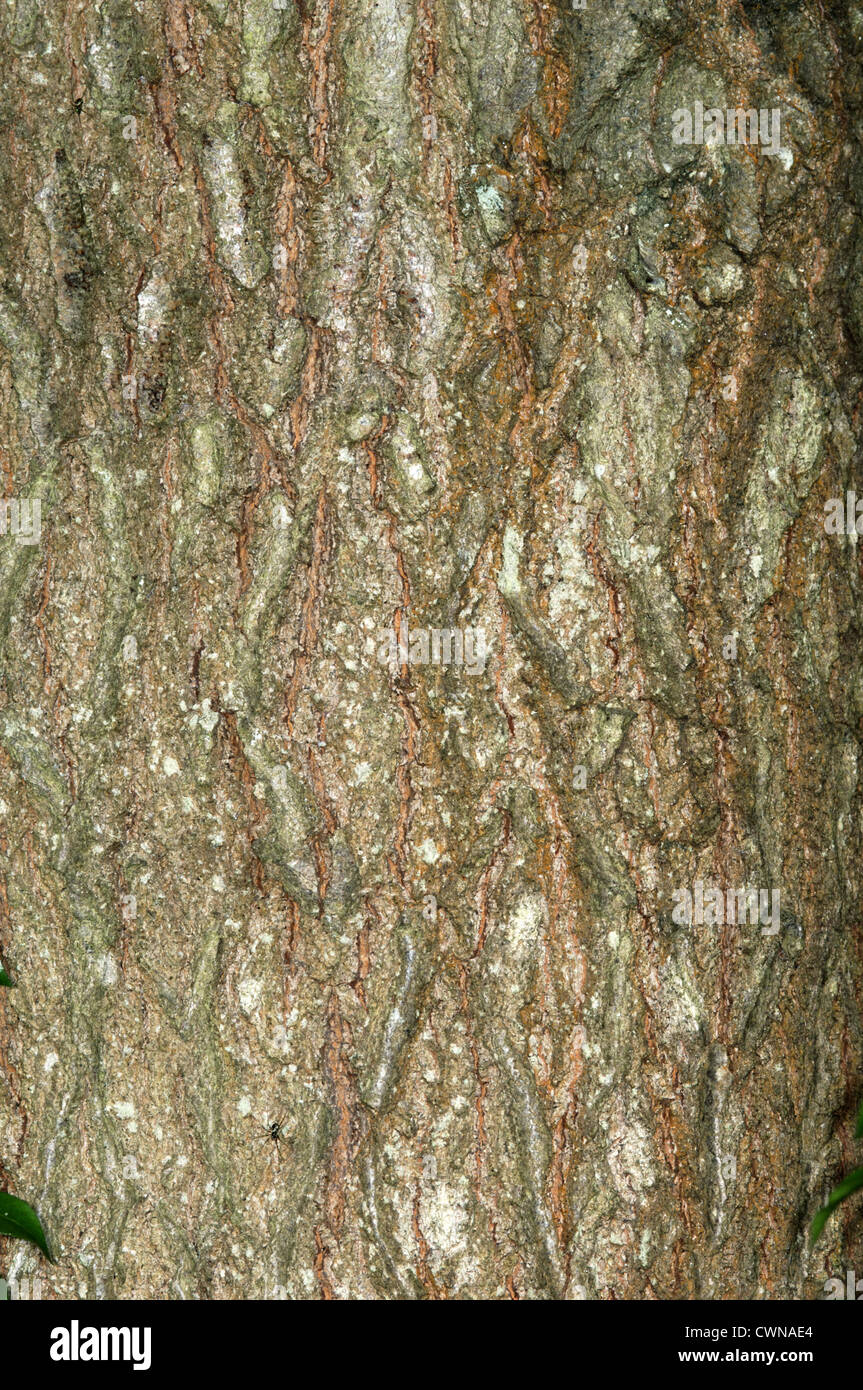 Scarlet Oak Quercus coccinea (Fagaceae) Stock Photo