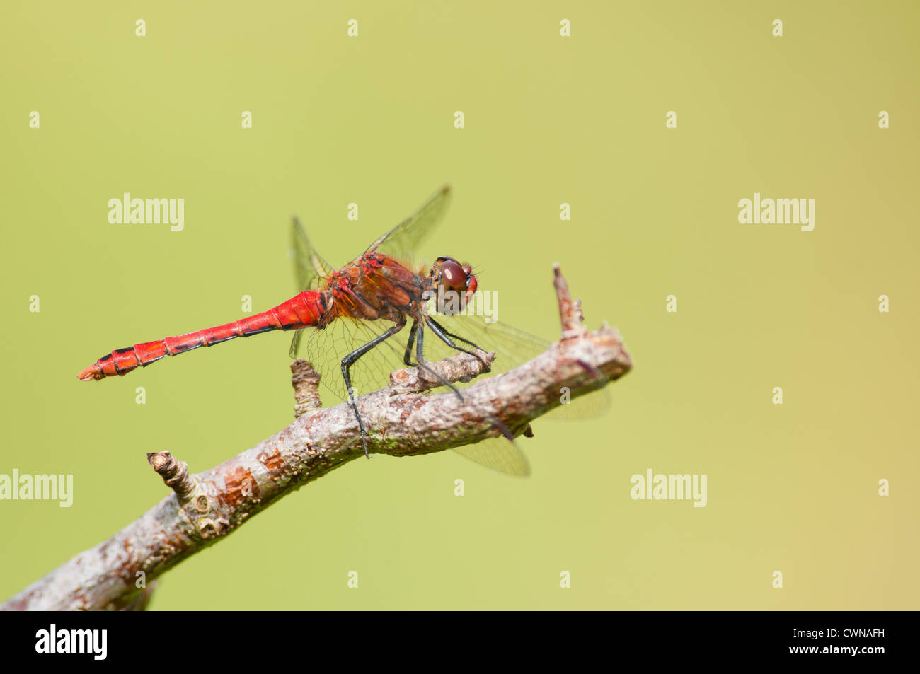Ruddy Darter male dragonfly perched on a twig Stock Photo