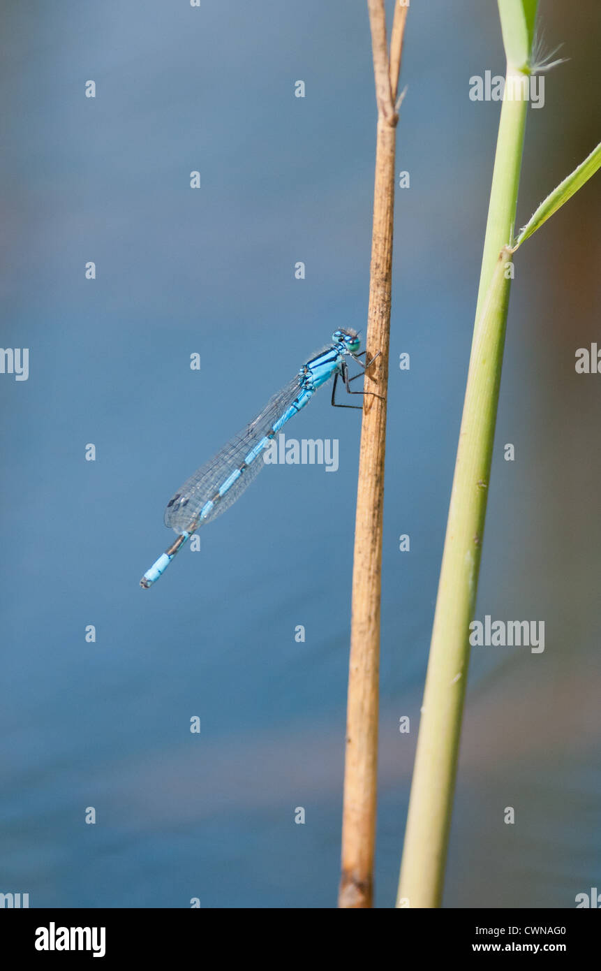 Common Blue damselfly on reed Stock Photo