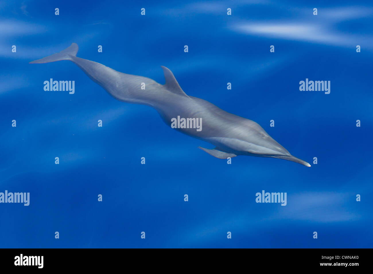 Pantropical Spotted Dolphin, Stenella attenuata, Schlankdelfin, Maldives, adult under the surface Stock Photo