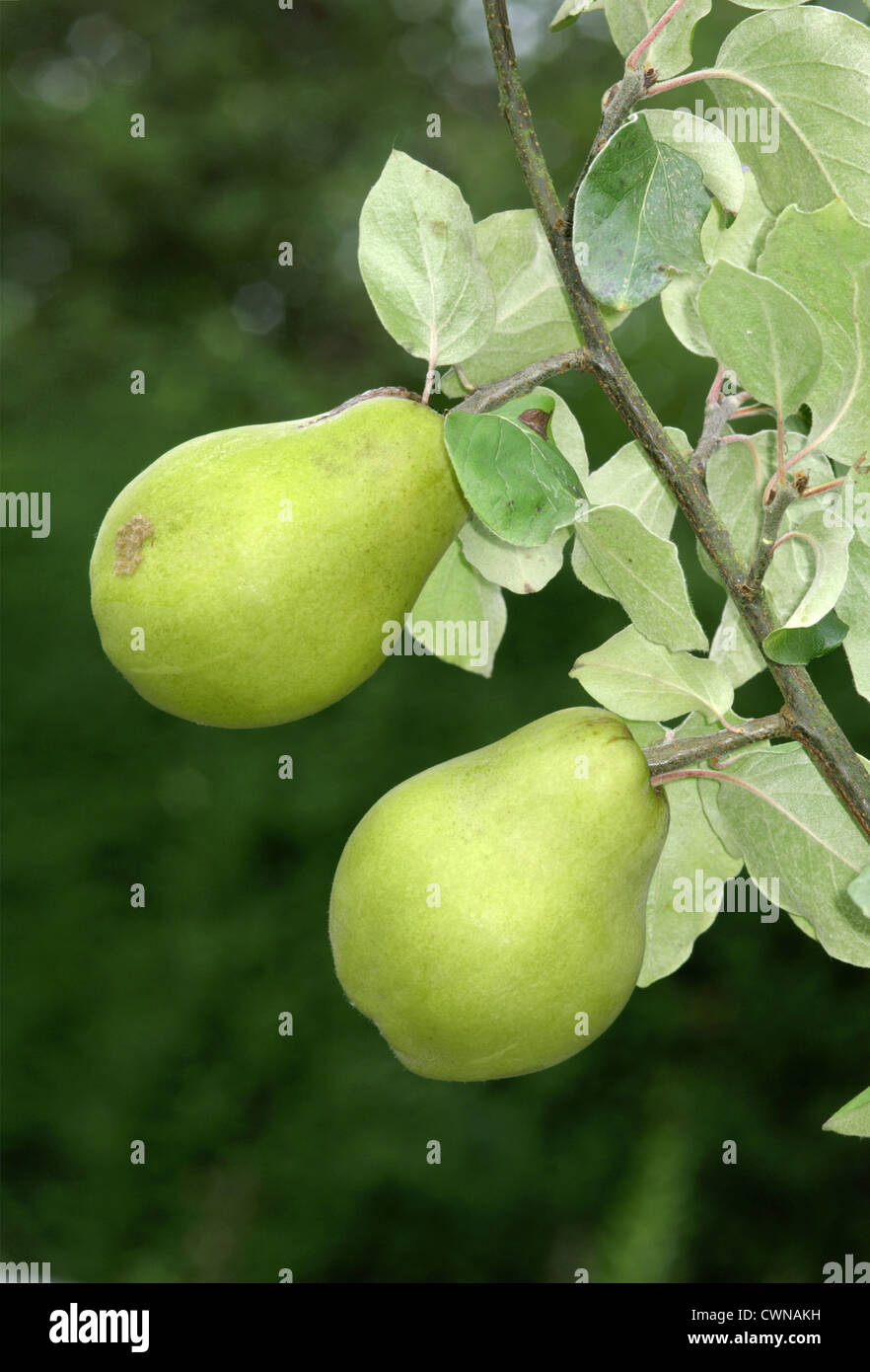 Quince fruit tree hires stock photography and images Alamy