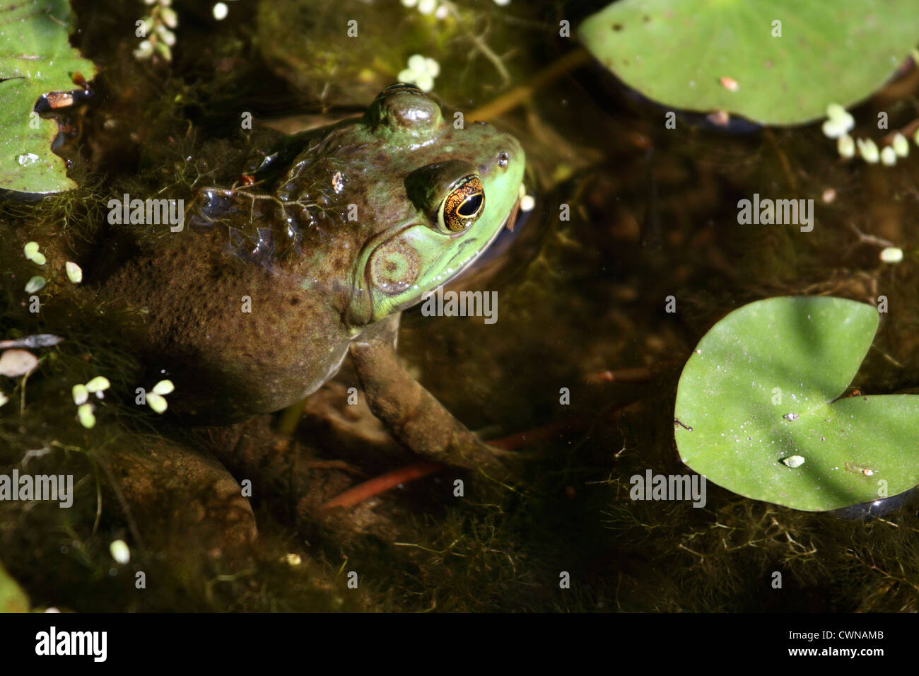 An American Bullfrog, Rana catesbeiana, sitting half-submerged in a ...