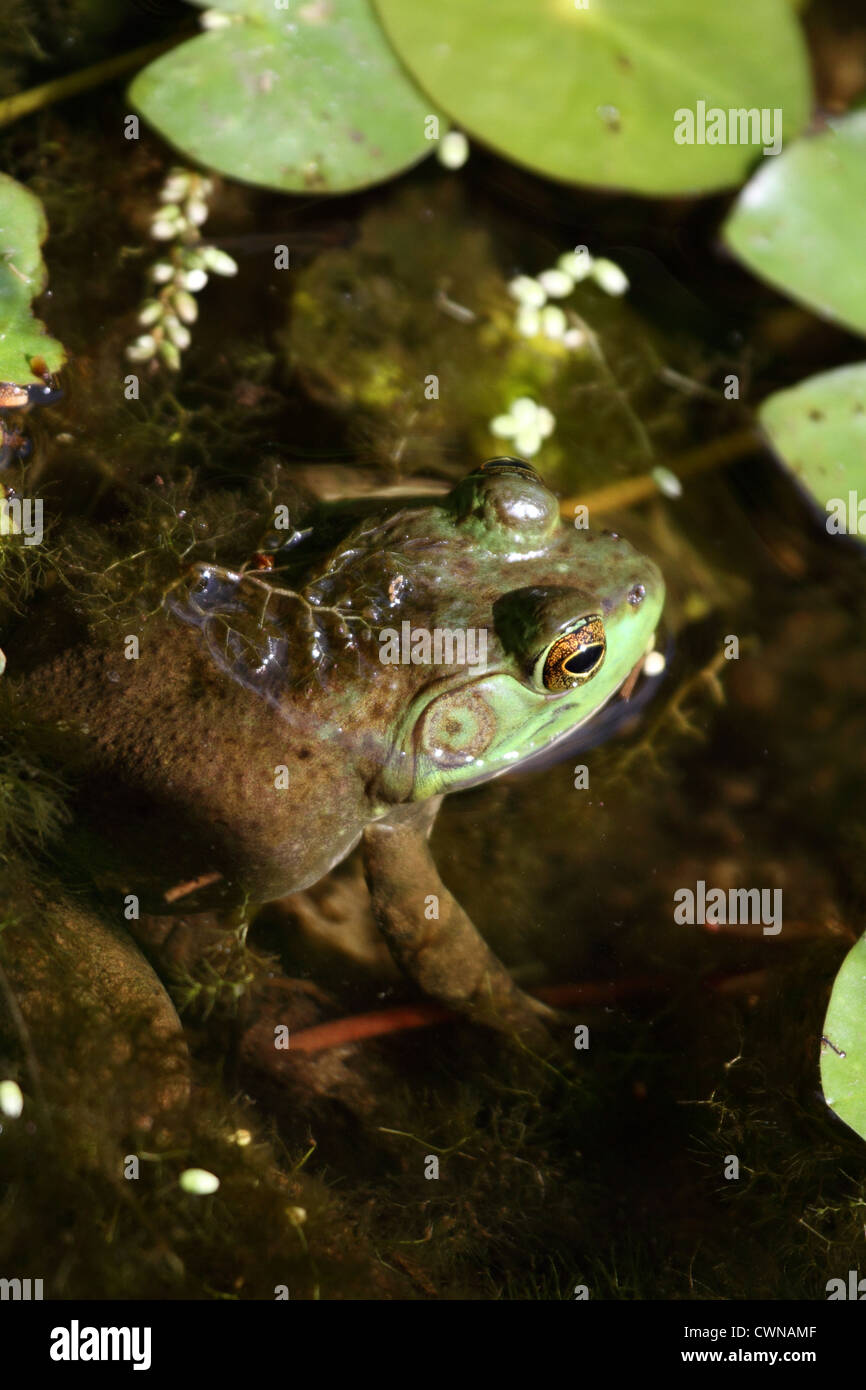 An American Bullfrog, Rana catesbeiana, sitting half-submerged in a ...
