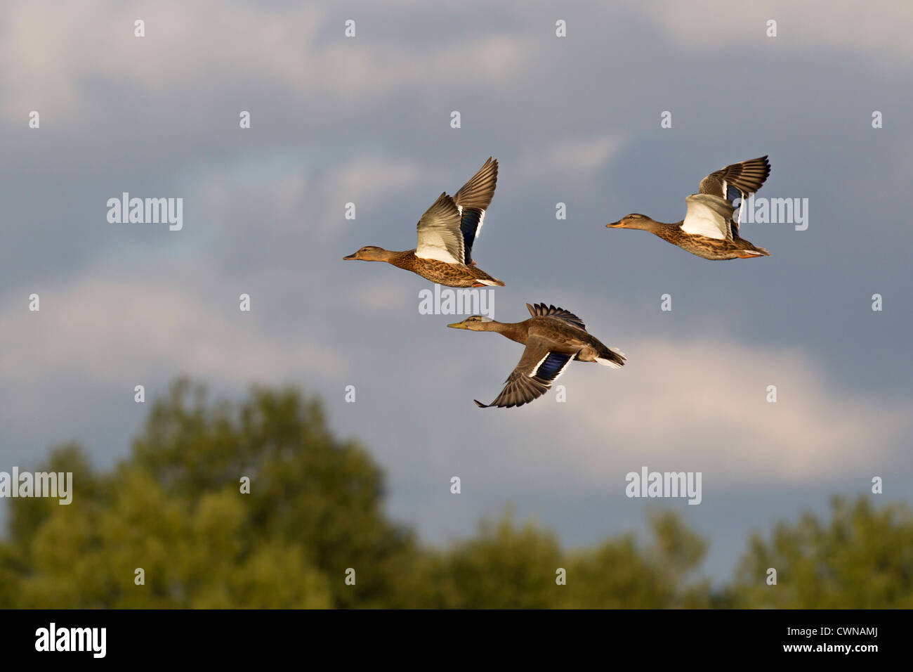 Mallard, Anas platyrhynchus, Stockenten, group flying, Baden-Württemberg, Germany, wild birds Stock Photo
