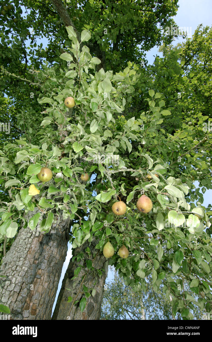 Pear tree pyrus communis hi-res stock photography and images - Alamy
