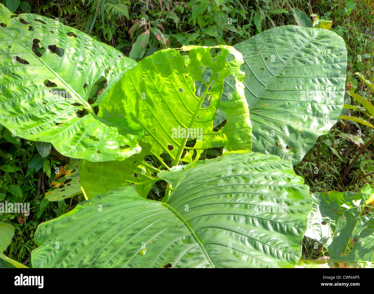 Alocasia Plant, Danum Valley Conservation Area, Borneo, Sabah, Malaysia Stock Photo