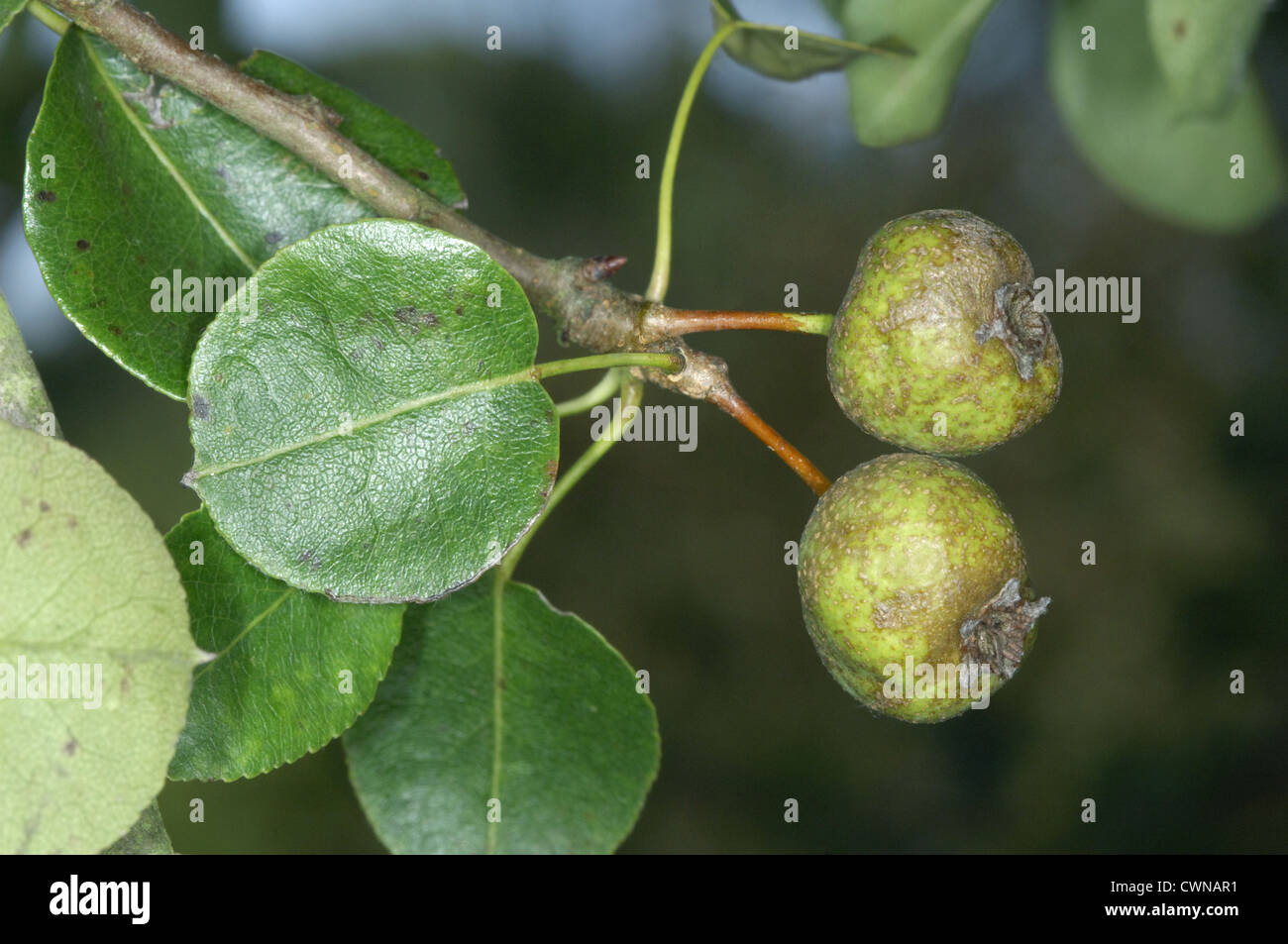 Wild Pear Pyrus pyraster Rosaceae Stock Photo