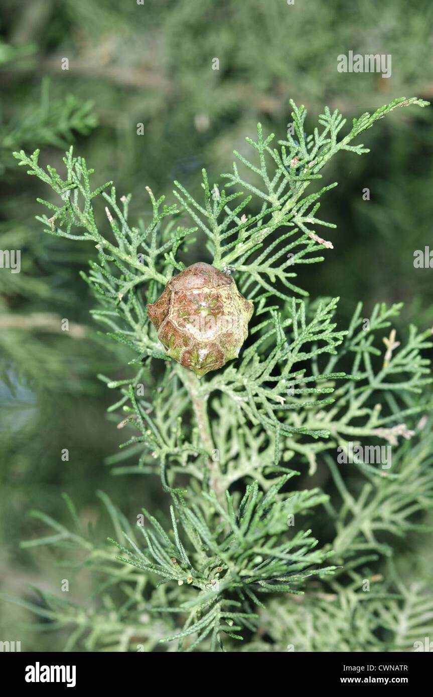 Italian Cypress Cupressus sempervirens (Cupressaceae) Stock Photo