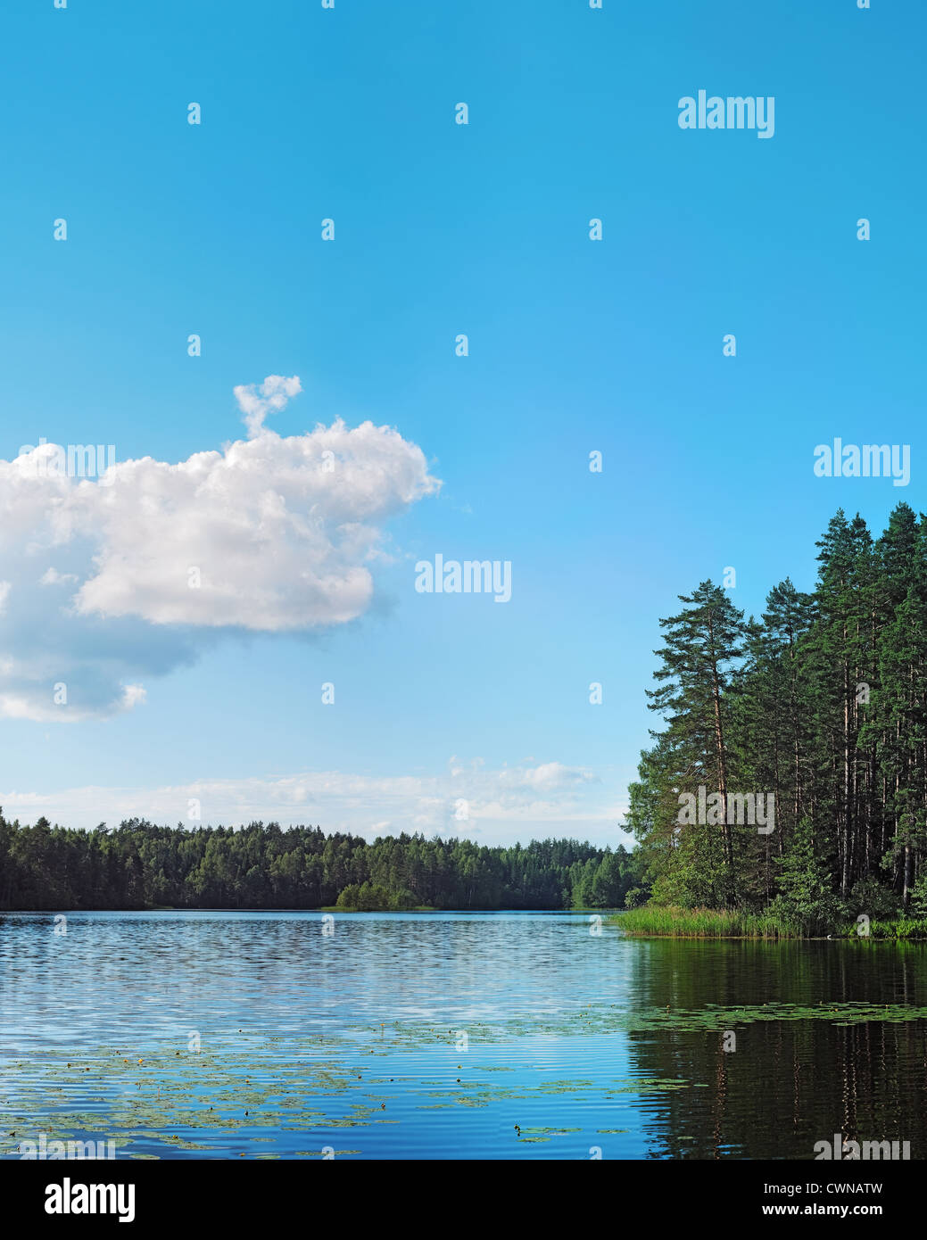 Forest lake with pines under blue sky and white clouds Stock Photo - Alamy