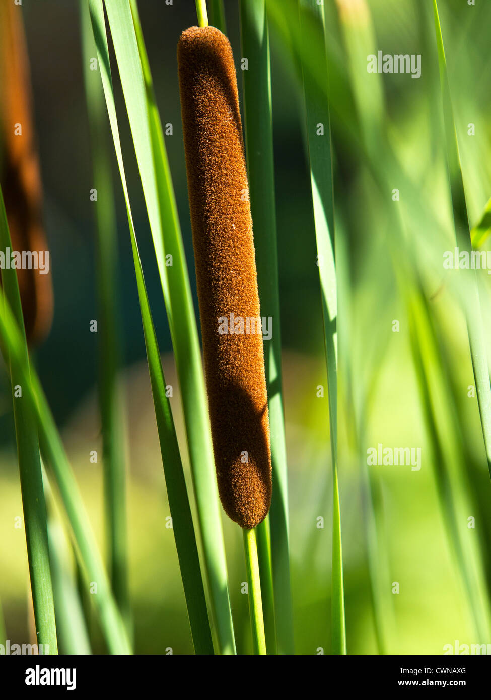 reed plant on the lake Stock Photo Alamy