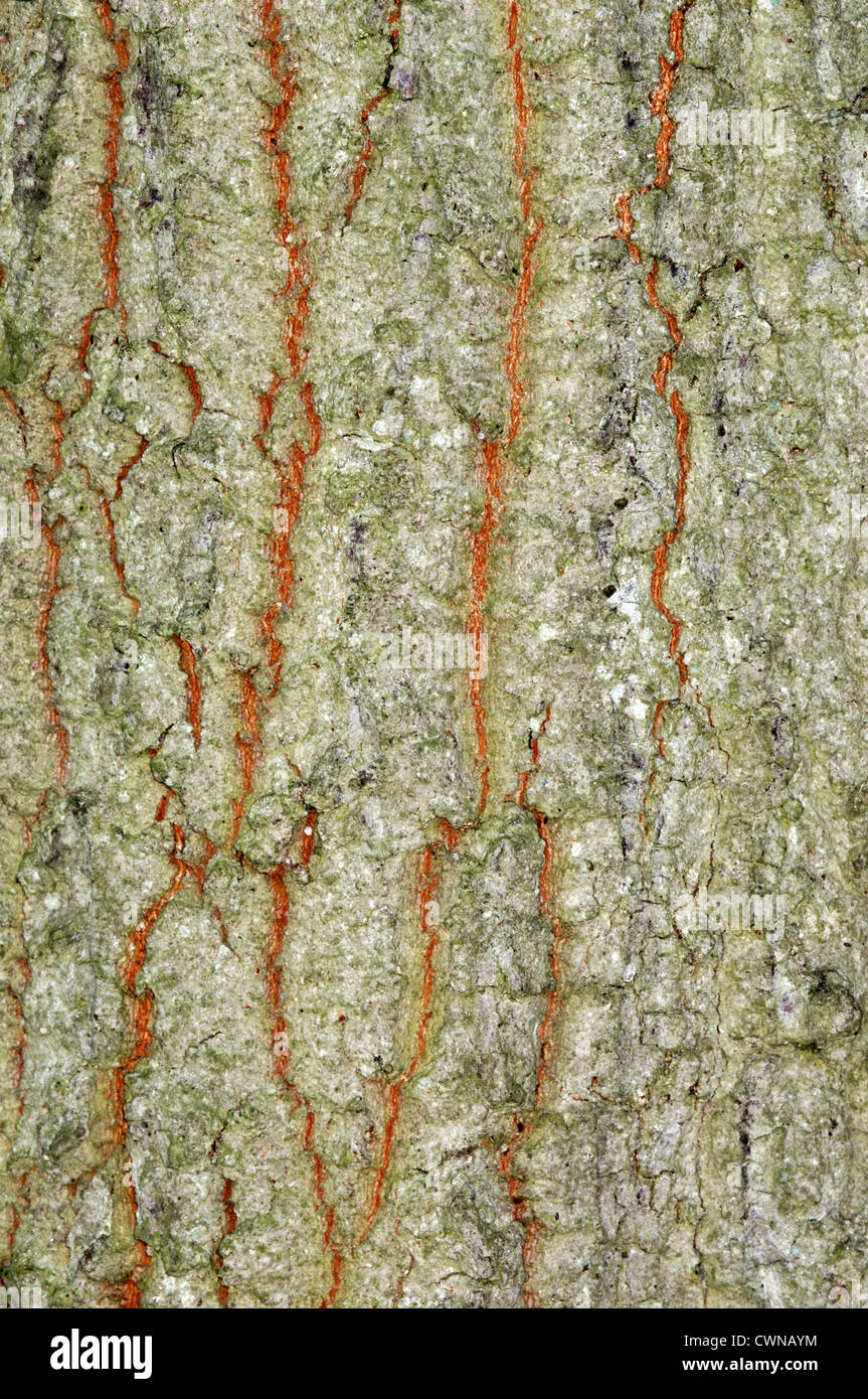 Turkey Oak Quercus cerris (Fagaceae) Stock Photo
