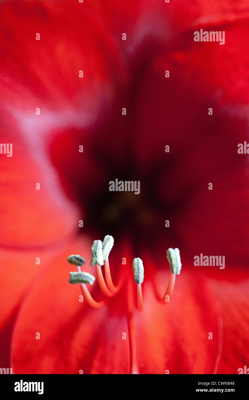 Amaryllis Hippeastrum Red Lion detail of flower Stock Photo