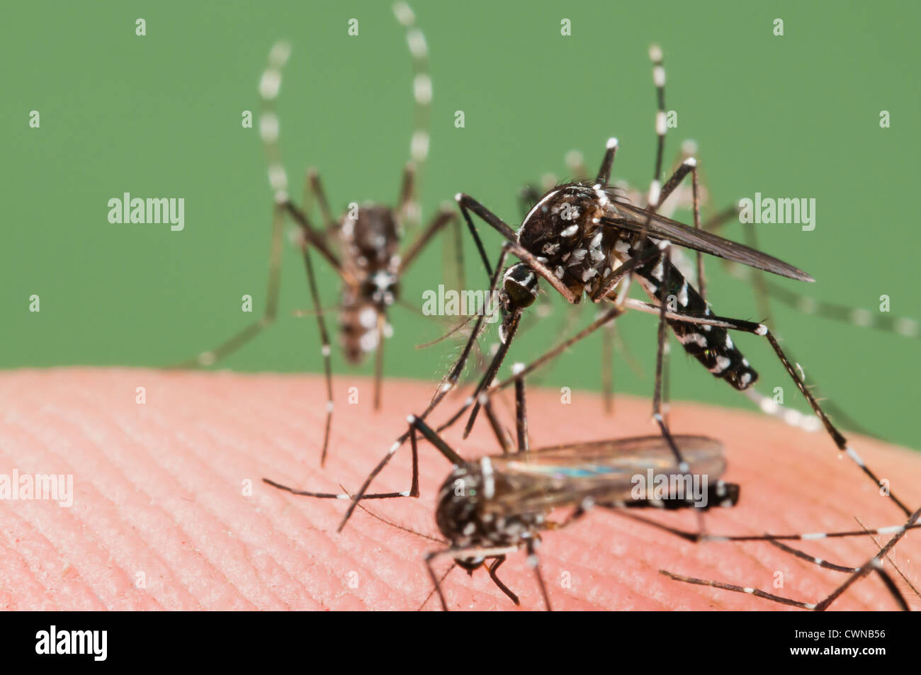 Female of the Asian Tiger Mosquito (Aedes albopictus) biting on human