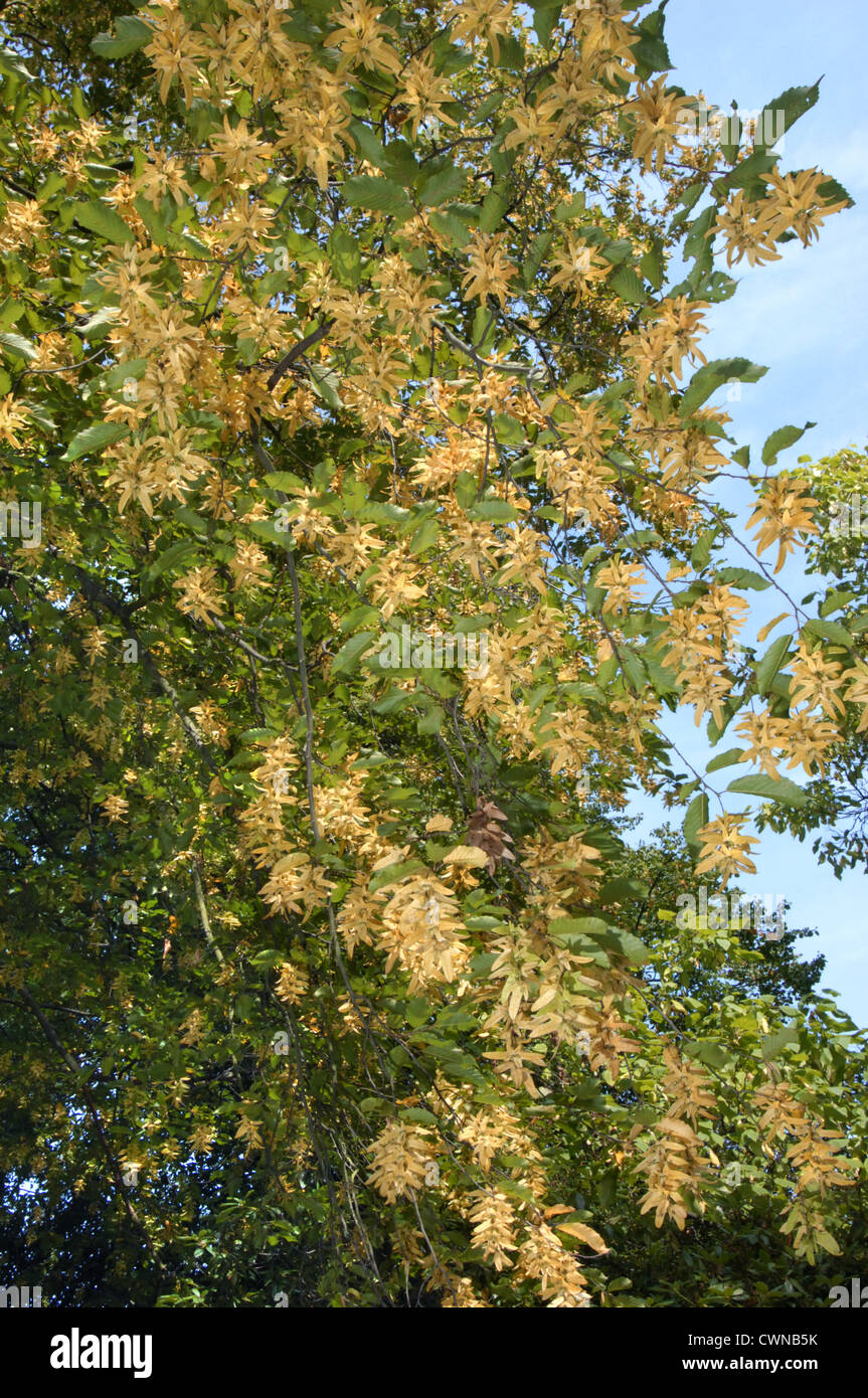 Hornbeam Carpinus betulus Betulaceae Stock Photo