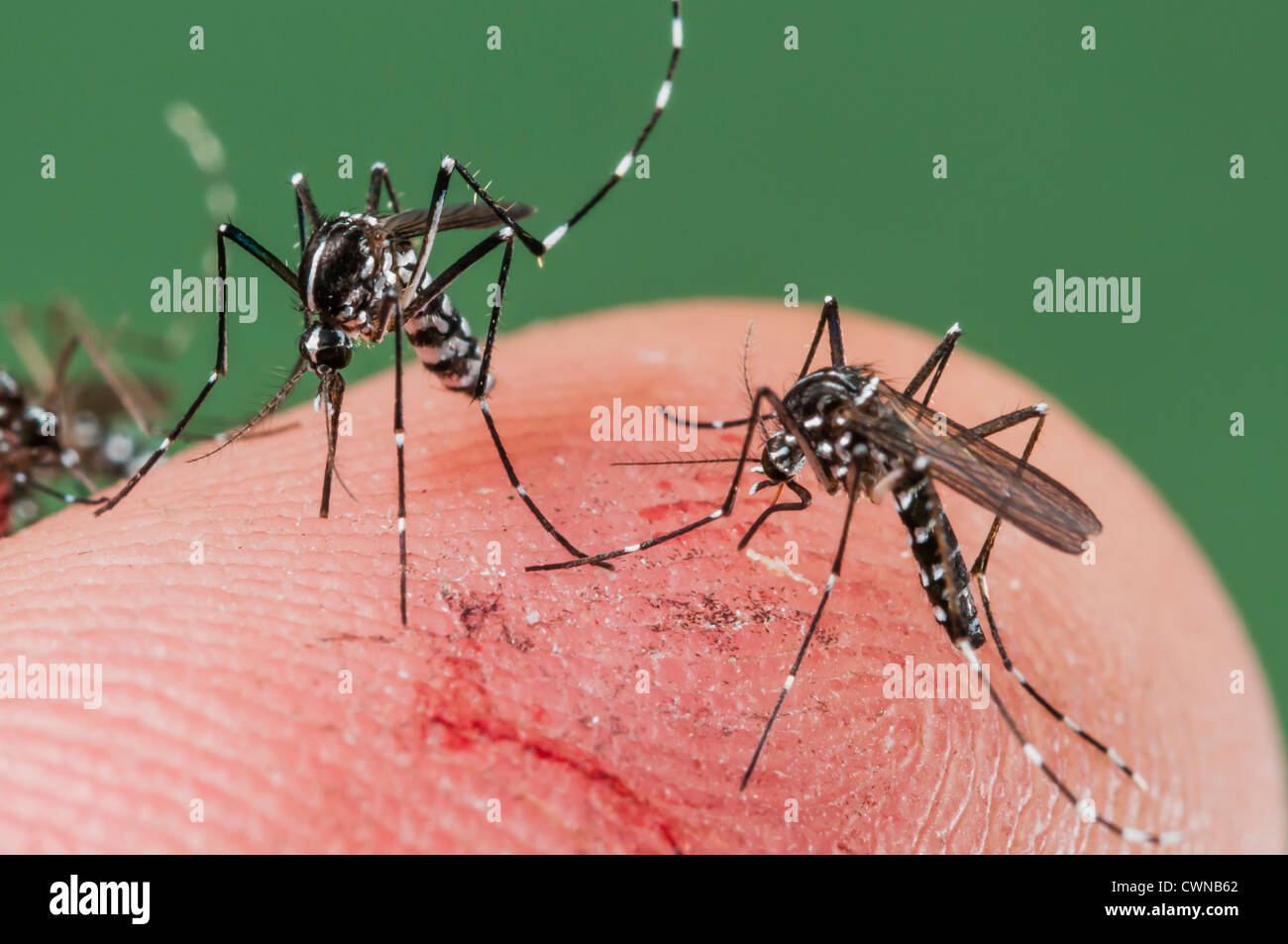 Female Of The Asian Tiger Mosquito Aedes Albopictus Biting On Human 