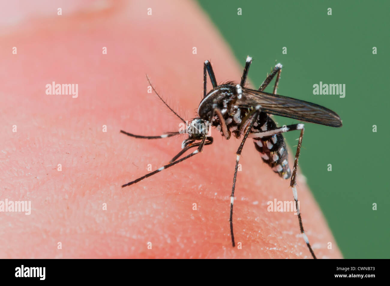 Female of the Asian Tiger Mosquito (Aedes albopictus) biting on human